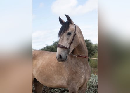 Lusitano, Wałach, 3 lat, 162 cm, Stalowosiwy