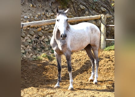 Lusitano Mix, Wałach, 3 lat, Siwa