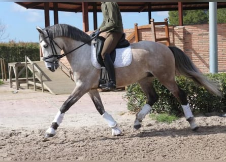 Lusitano, Wałach, 5 lat, 161 cm, Siwa