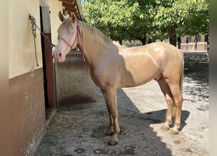 Lusitano Mix, Wałach, 5 lat, 168 cm, Cremello