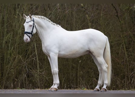 Lusitano, Wałach, 6 lat, 160 cm, Cremello