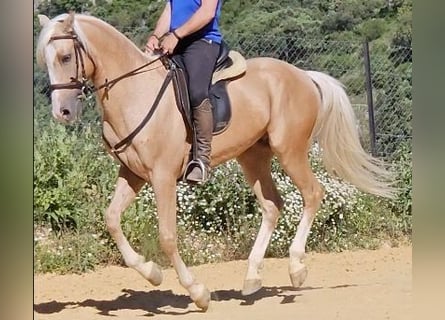 Lusitano Mix, Wałach, 7 lat, 152 cm, Bułana