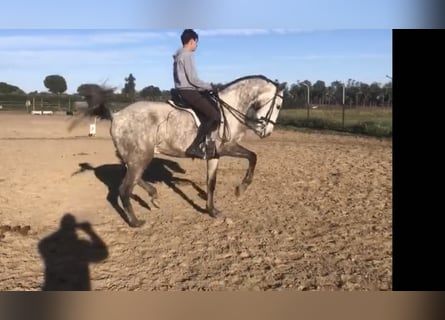 Lusitano, Wałach, 7 lat, 165 cm, Siwa