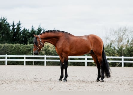 Lusitanohäst, Hingst, 11 år, 165 cm, Brun