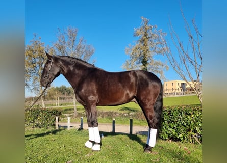 Lusitanohäst, Hingst, 11 år, 166 cm, Svart