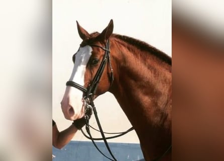 Lusitanohäst, Hingst, 12 år, 165 cm, fux
