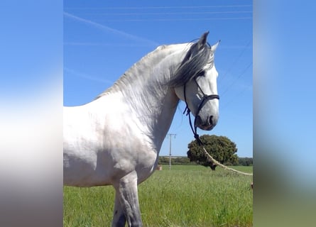 Lusitanohäst, Hingst, 13 år, 160 cm, Grå