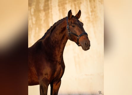 Lusitanohäst, Hingst, 14 år, 168 cm, Mörkbrun