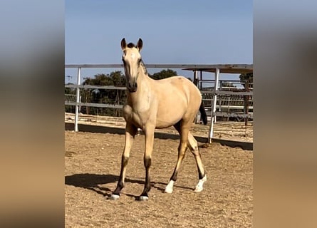 Lusitanohäst, Hingst, 1 år, 163 cm, Gulbrun