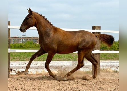 Lusitanohäst, Hingst, 2 år, 155 cm, Fux
