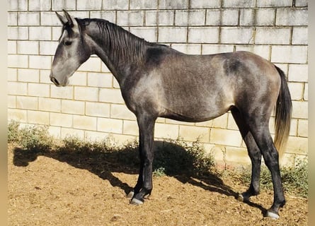 Lusitanos, Hengst, 2 Jahre, 155 cm, Schimmel