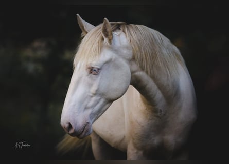 Lusitanohäst, Hingst, 2 år, 158 cm, Perlino