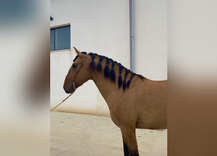 Lusitanos, Hengst, 2 Jahre, 164 cm, Falbe