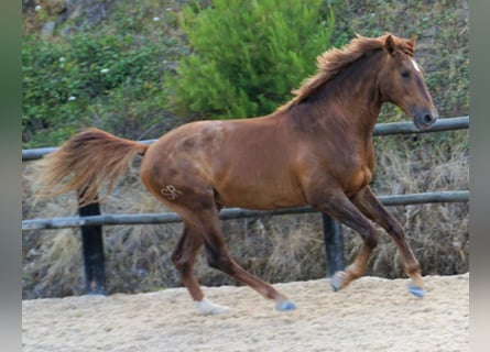 Lusitanohäst, Hingst, 2 år, 166 cm, fux