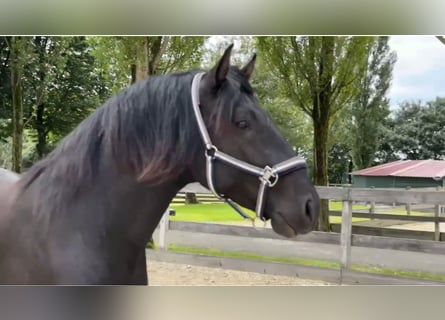 Lusitanohäst, Hingst, 3 år, 157 cm, Mörkbrun