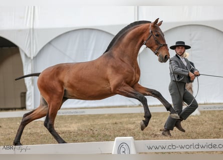 Lusitanohäst, Hingst, 3 år, 165 cm, Brun