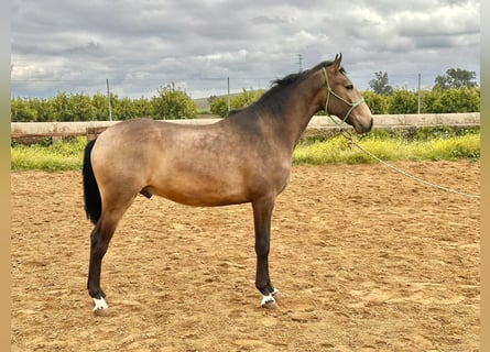 Lusitanohäst, Hingst, 4 år, 159 cm, Gulbrun