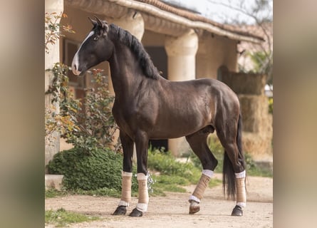 Lusitanohäst, Hingst, 4 år, 161 cm, Rökfärgad svart