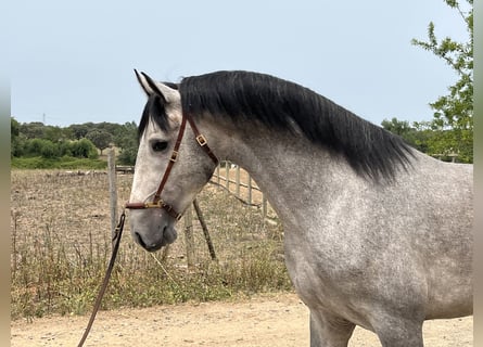 Lusitanohäst, Hingst, 4 år, 165 cm, Grå