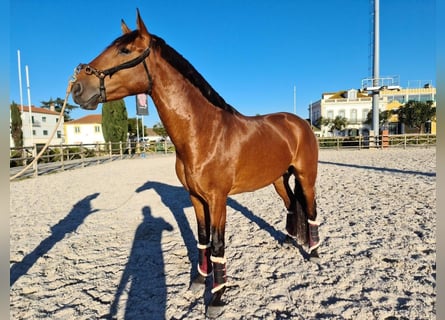 Lusitanohäst, Hingst, 5 år, 160 cm, Brun