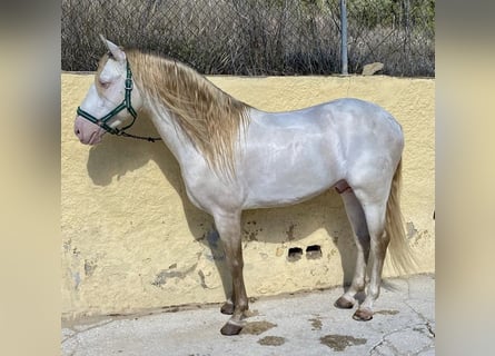 Lusitanohäst, Hingst, 5 år, 163 cm, Cremello