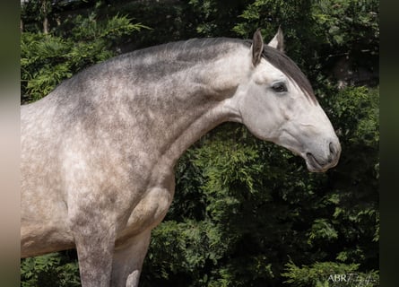 Lusitanohäst, Hingst, 5 år, 165 cm, Grå