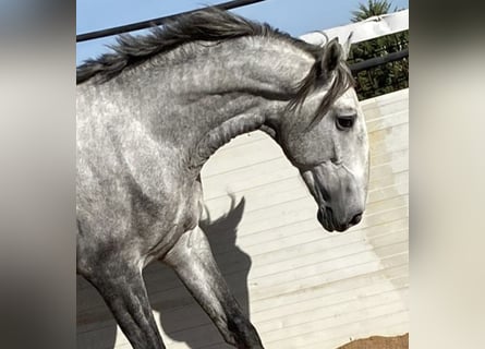 Lusitanohäst, Hingst, 5 år, 168 cm, Grå