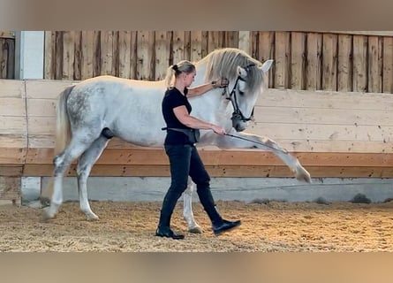 Lusitanohäst, Hingst, 5 år, 168 cm, Grå