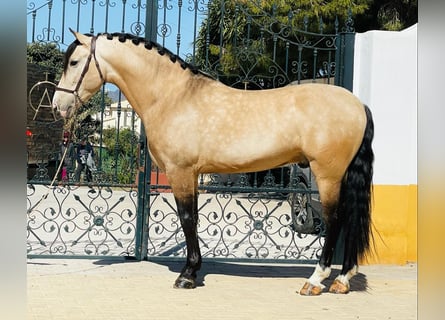 Lusitanohäst, Hingst, 6 år, 158 cm, Gulbrun