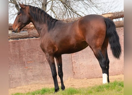 Lusitanohäst, Hingst, 6 år, 160 cm, Brun