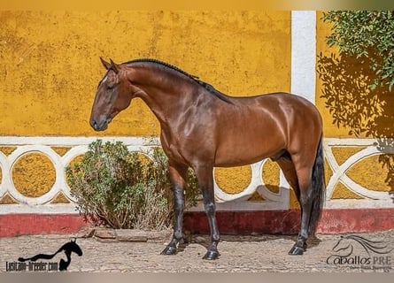 Lusitanohäst, Hingst, 7 år, 162 cm, Brun