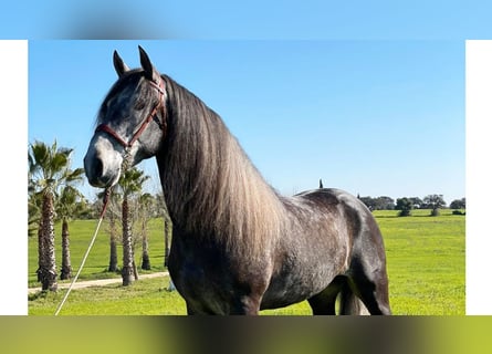 Lusitanohäst, Hingst, 7 år, 162 cm, Grå