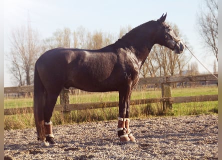 Lusitanohäst, Hingst, 7 år, 171 cm, Grå