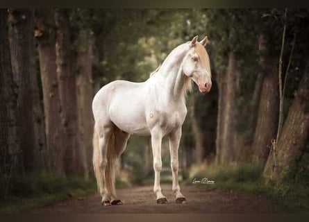 Lusitanohäst, Hingst, 7 år, Cremello