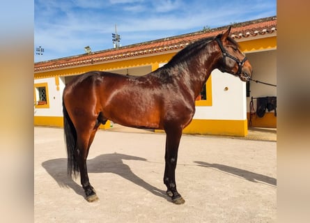 Lusitanohäst, Hingst, 8 år, 167 cm, Mörkbrun
