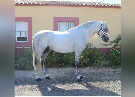 Lusitanohäst, Hingst, 9 år, 170 cm, Grå