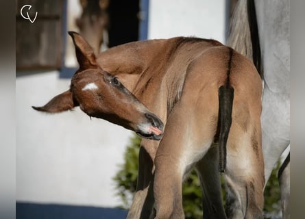 Lusitanohäst, Hingst, Föl (01/2024), Brun