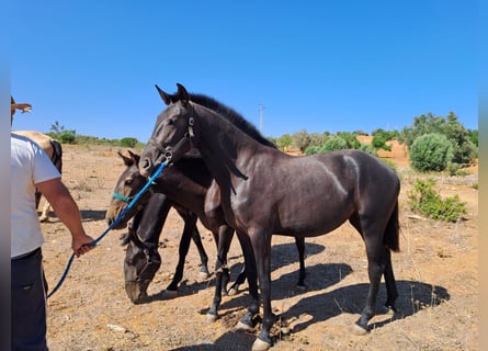Lusitanohäst, Sto, 2 år, 160 cm, Grå-mörk-brun