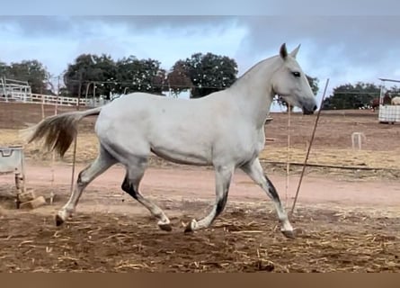 Lusitanos, Stute, 3 Jahre, 149 cm, Schimmel