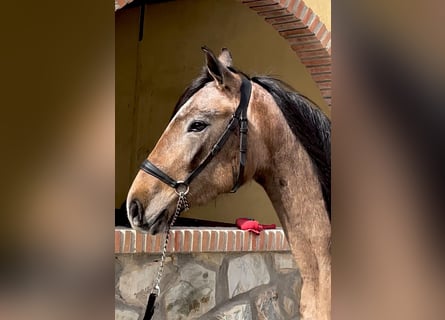 Lusitanohäst, Sto, 3 år, 159 cm, Grå