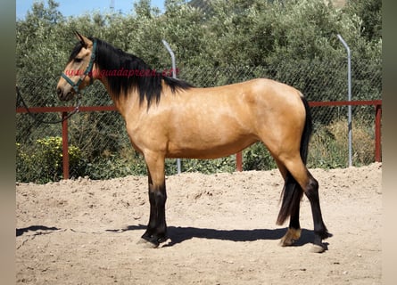 Lusitanohäst, Sto, 4 år, 155 cm, Black