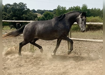 Lusitanohäst, Sto, 4 år, 160 cm, Grå