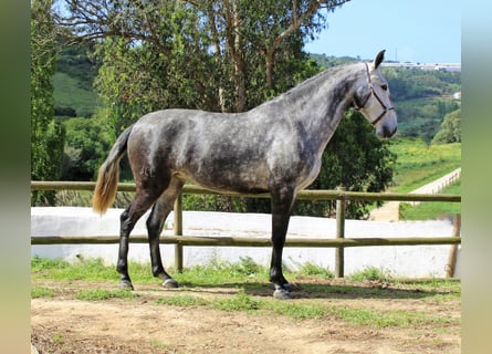 Lusitanohäst, Sto, 9 år, 165 cm, Gråskimmel