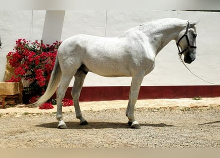 Lusitanohäst, Valack, 13 år, 166 cm, Grå