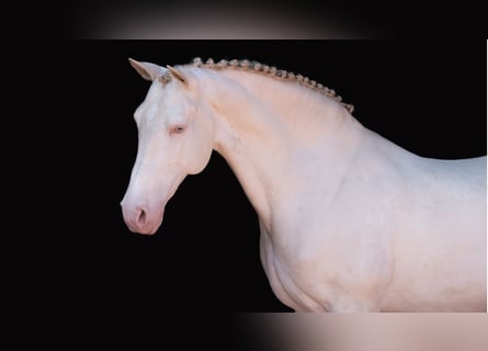 Lusitanohäst, Valack, 14 år, 162 cm, Perlino