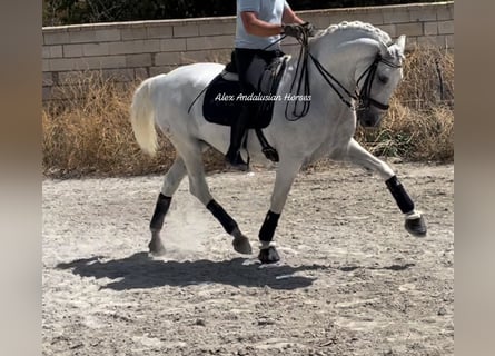 Lusitanohäst, Valack, 14 år, 163 cm, Vit