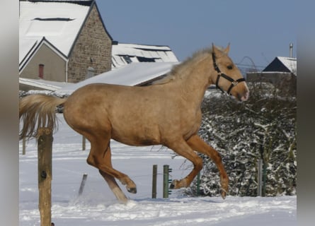 Lusitanohäst, Valack, 2 år, 155 cm, Palomino