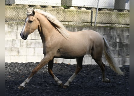 Lusitanohäst Blandning, Valack, 3 år