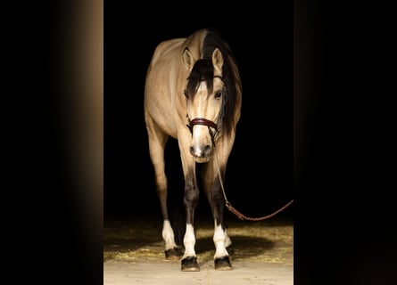 Lusitanohäst, Valack, 4 år, 161 cm, Black