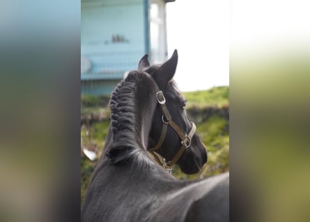 Lusitanohäst, Valack, 5 år, 150 cm, Svart